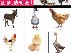 家禽養(yǎng)殖系列 從公雞到奶牛的多樣化經(jīng)營(yíng)