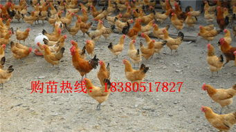 三黃雞苗市場(chǎng)分析 價(jià)格、廠家與養(yǎng)殖要點(diǎn)