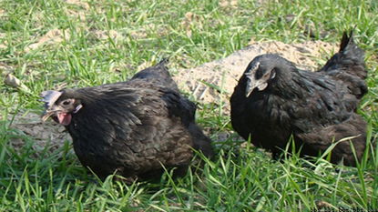 興平市土烏家禽養(yǎng)殖專業(yè)合作社 推動(dòng)現(xiàn)代家禽養(yǎng)殖的典范