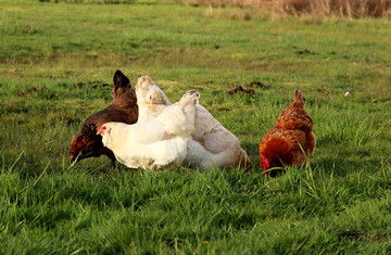 農(nóng)家散養(yǎng)雞 從自然生長(zhǎng)到光禽屠宰與生產(chǎn)全流程解析