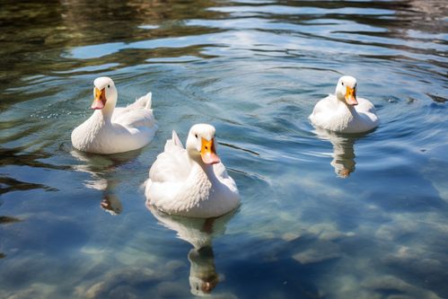 農(nóng)家生態(tài)養(yǎng)殖鴨子 家禽動(dòng)物的攝影藝術(shù)