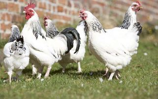 家禽養(yǎng)殖追溯系統(tǒng)開(kāi)發(fā) 提升食品安全與養(yǎng)殖效率的數(shù)字化解決方案