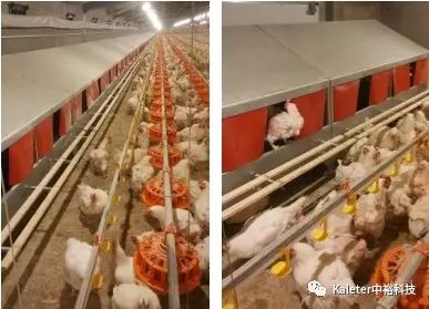 冬季蛋雞產(chǎn)蛋期飼養(yǎng)管理及中裕科技自動/手動產(chǎn)蛋箱的應(yīng)用
