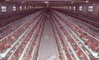 無公害養(yǎng)殖催肥技術(shù)解析 生長素效果、價(jià)格與光禽屠宰生產(chǎn)指南