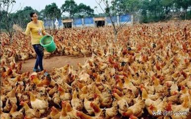 鄉村振興新機遇 家禽養殖創業指南與致富路徑